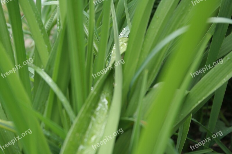 Green Leaf Wet Nature Plant