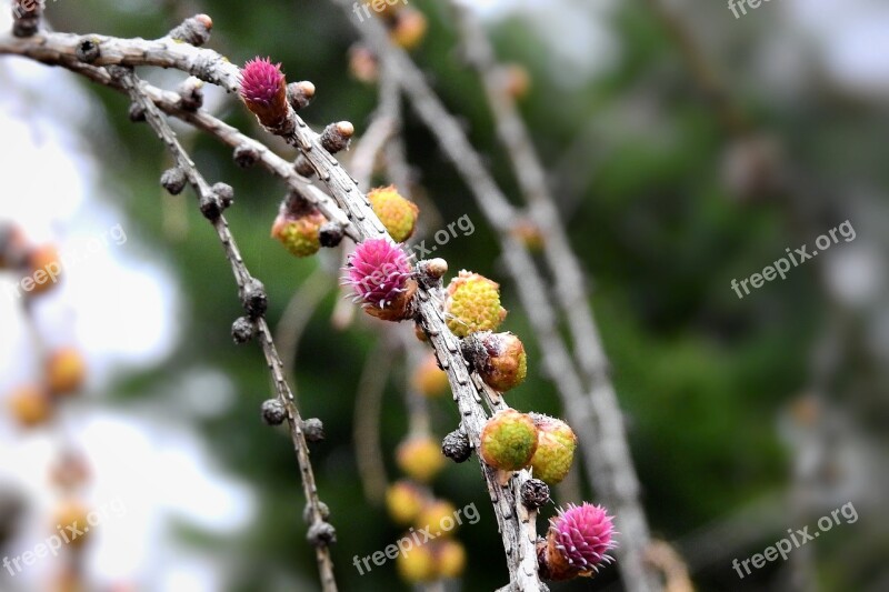 Flowering Cones Coniferous Tree Free Photos