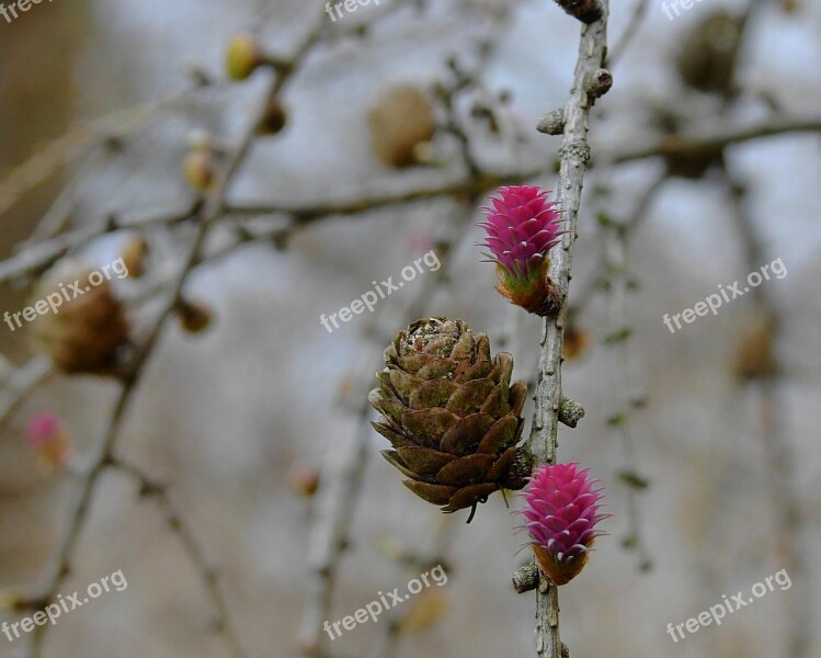 Cones Spring Flowering Nature Coniferous