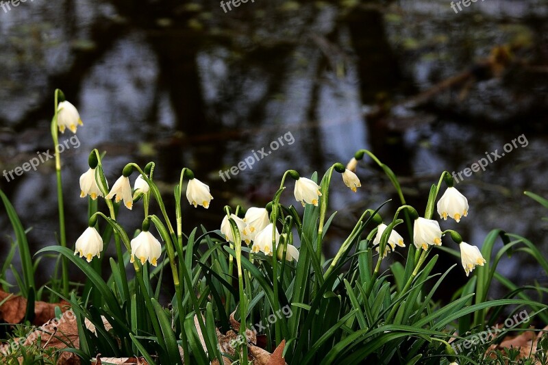 Snowdrops Pond White Flower Free Photos