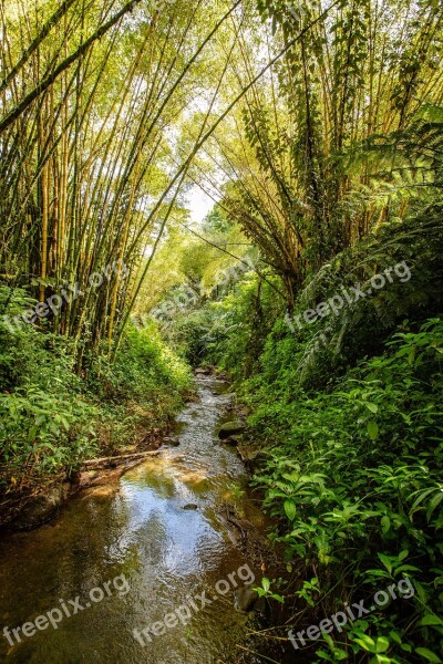 Hawaii Palm Trees Foliage Tropical Nature