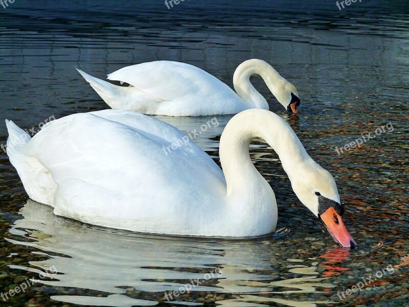 Swan Water Sea Bird Nature