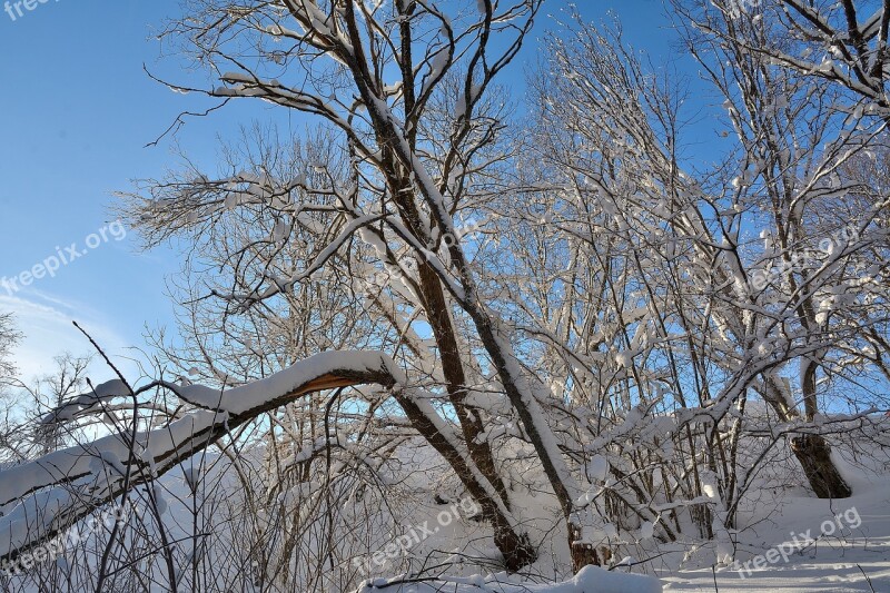 Snow Tree Winter Nature Trees