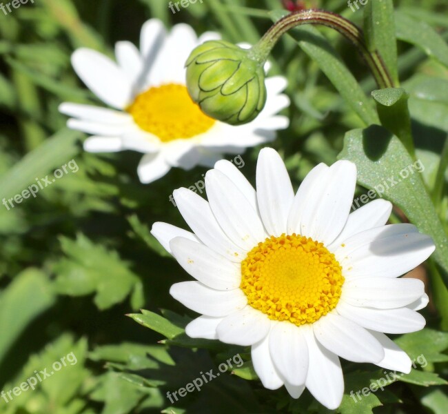 Daisy White Bloom Blossom Flower