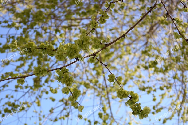 Green Plant Tree Nature Leaves