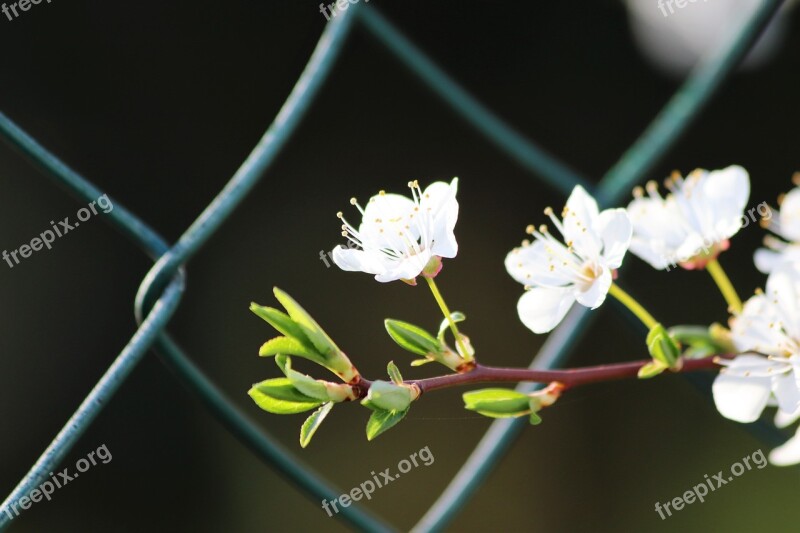 White Flowers Spring Fence Net Blossom Blooming