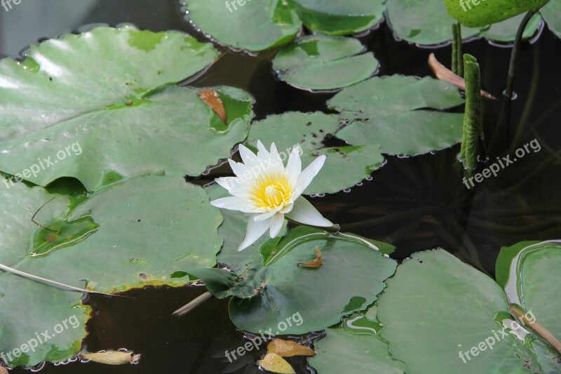 Flower Thailand Nature Plants Asia