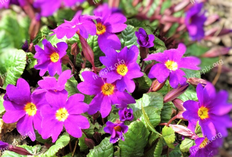 Flowers Primroses Mountain Primroses Spring Ground Cover