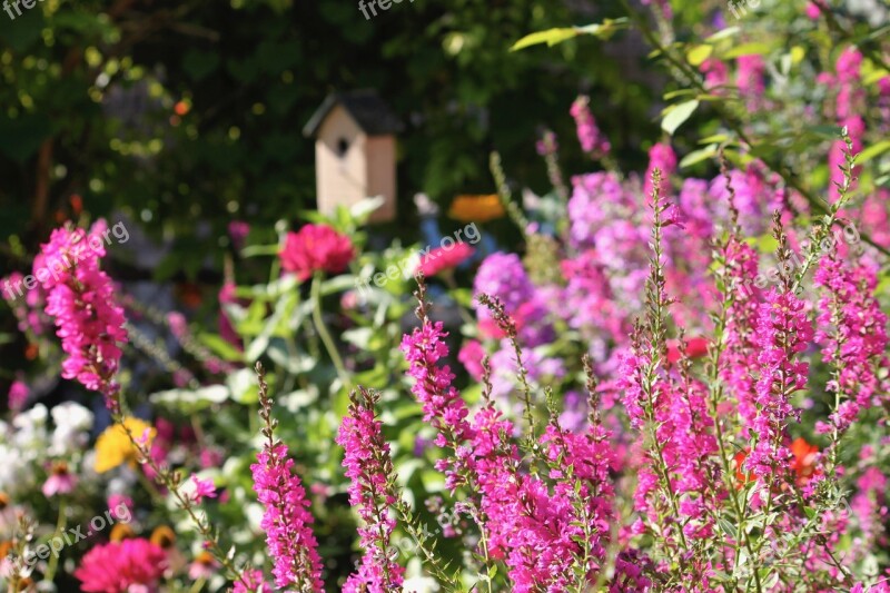 Garden Purple Nature Flowers Summer