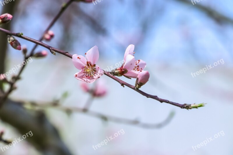 Flowers Peach Blossom Branch Spring Free Photos