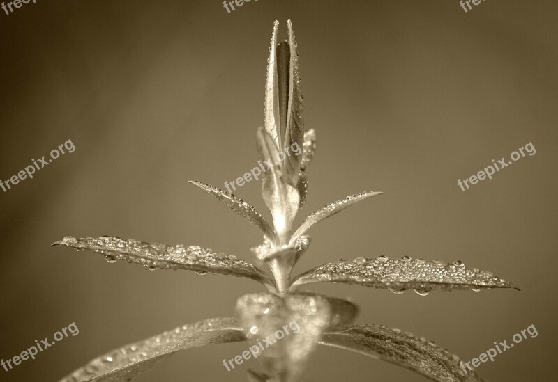 Plant Macro Dewdrop Beaded Leaves