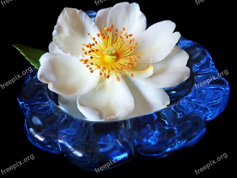 Rose White Flower Arrangement Vase