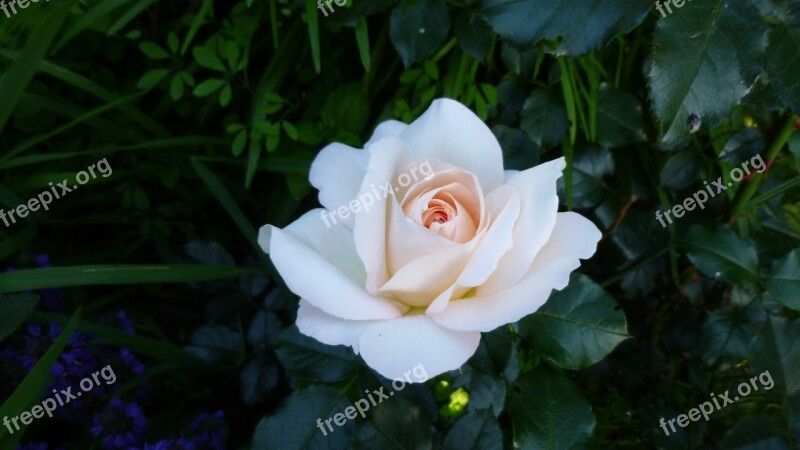 Rose Flower Bloom Beauty Spring