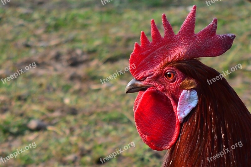 Bird Hahn Poultry Cockscomb Pride