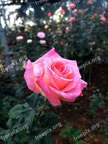 Roses Flowers Garden Plant Free Photos