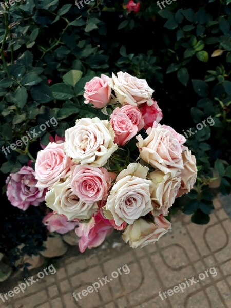 Roses Flowers Garden Plant Free Photos