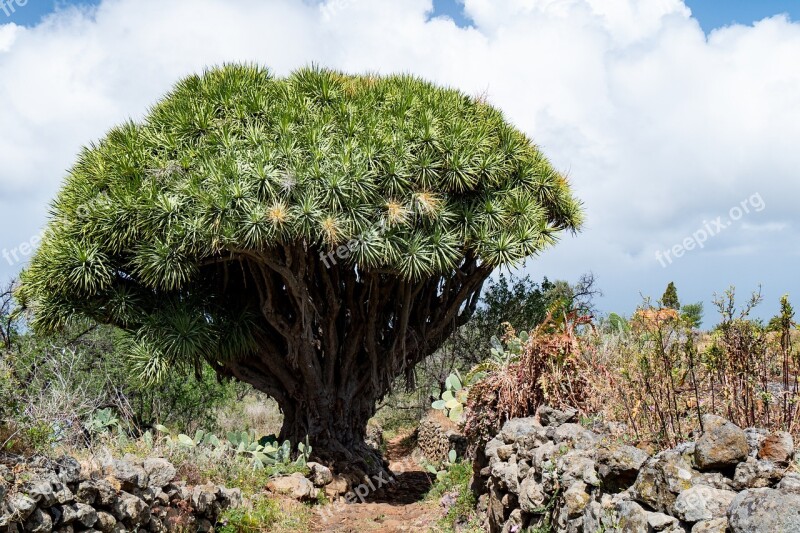 Dragon Tree Tree Tenerife Dracaena Landscape