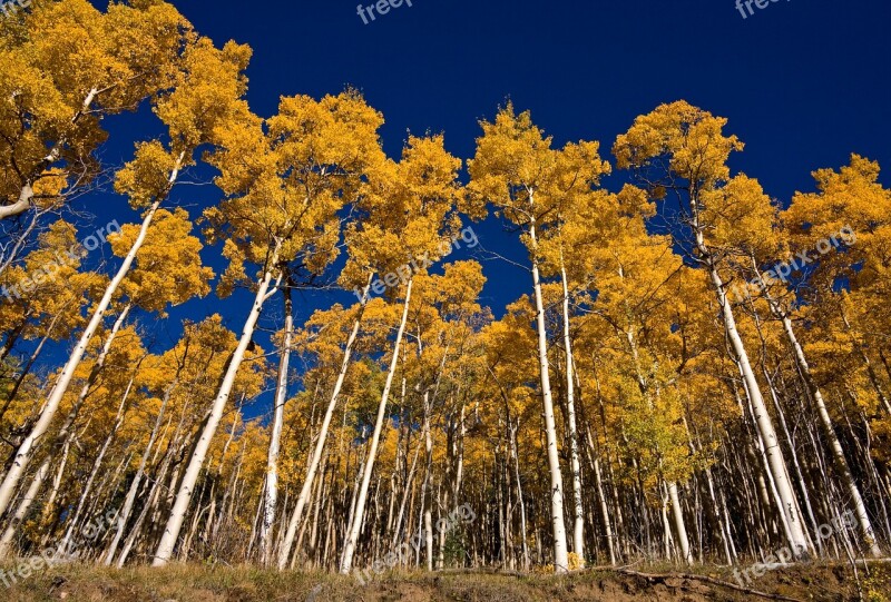 Aspens Santa Fe Fall Autumn Foliage