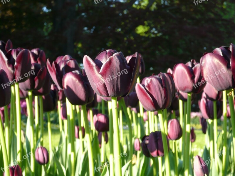 Nature Tulips Green Bordeaux Violet