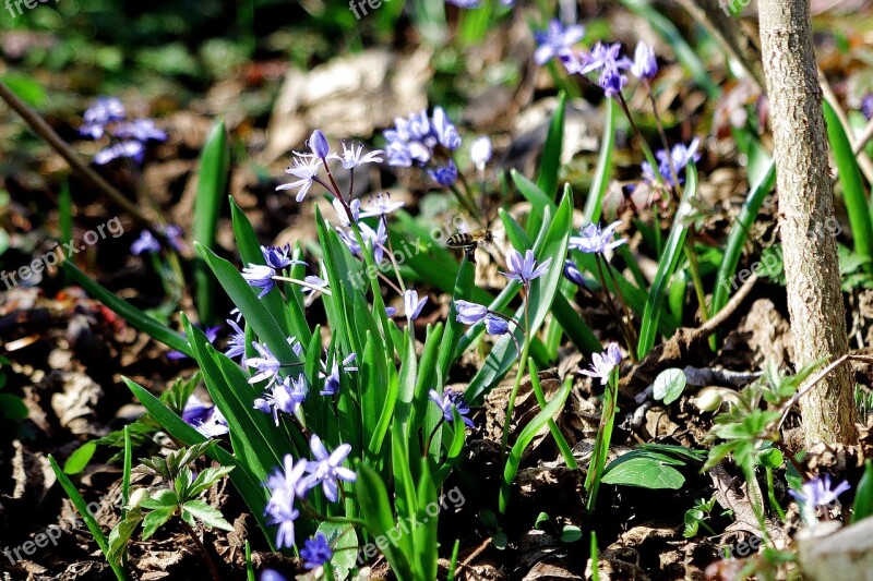 Spring Bee Wild Hyacinth Insect