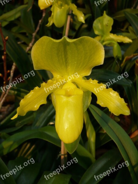 Nature Orchid Yellow Red Flower