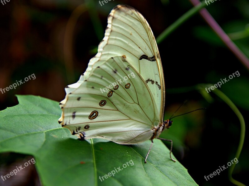 Butterfly Butterflies White Green Leaf Wing