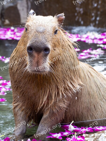 Zoo Capybara Animal Mammals My