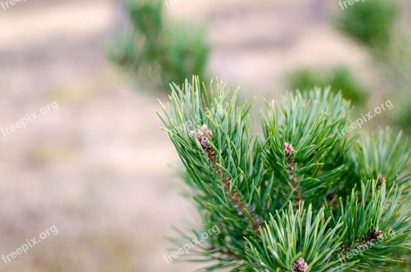 Pinus Sylvestris Pine Evergreen Pinus Tree