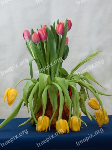 Flowers Tulips Still Life Garden Horticulture