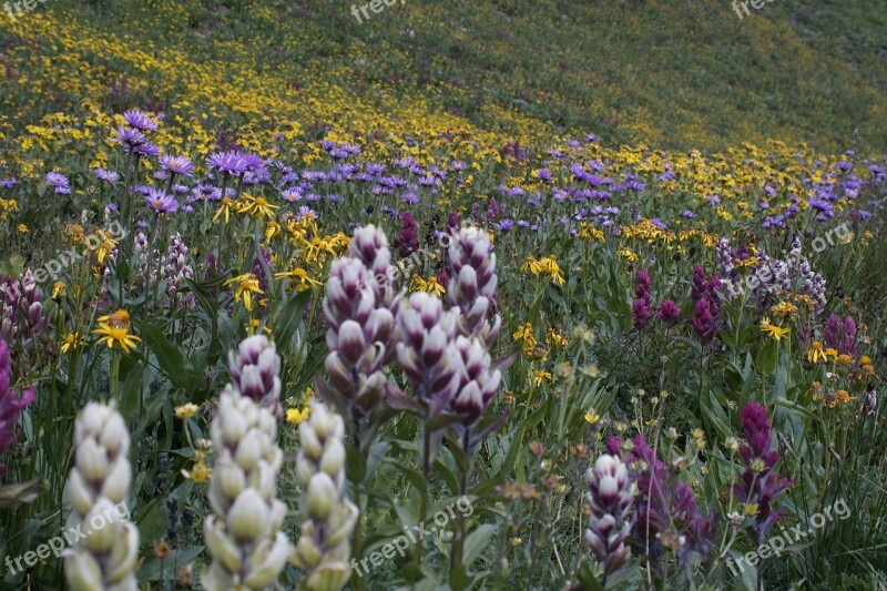 Wildflower Nature Lake Mountain Wildflowers