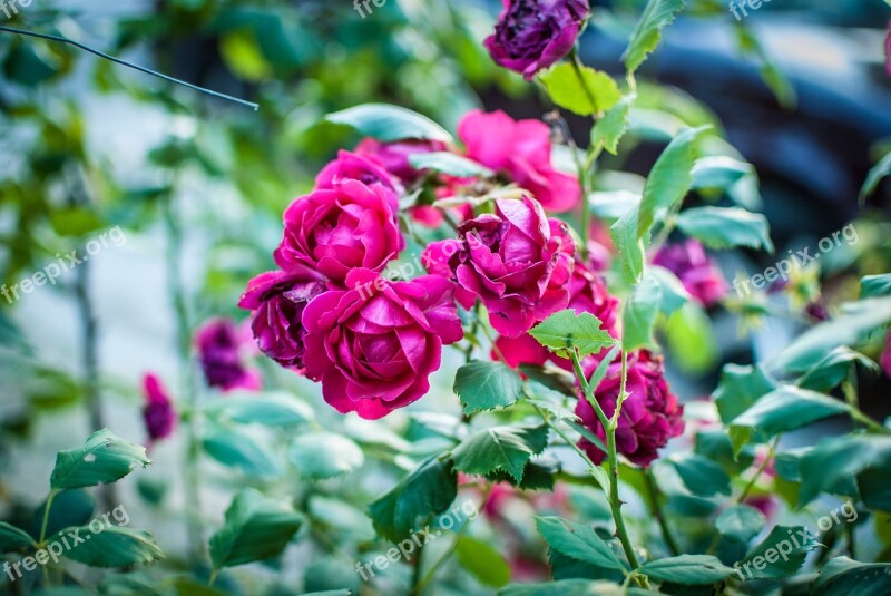 Pretty Summer Nature Bokeh Garden