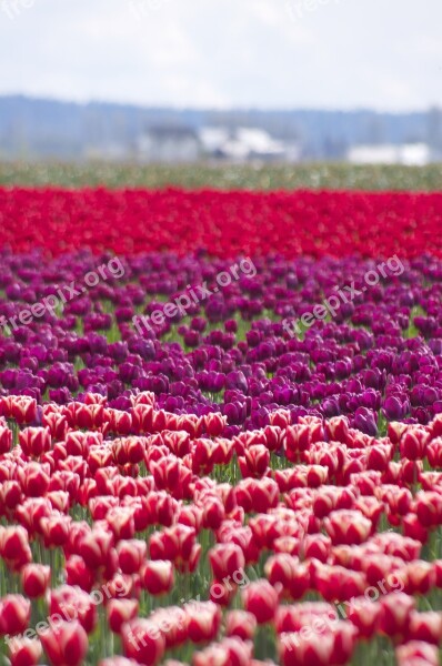 Layers Tulips Spring Life Colors