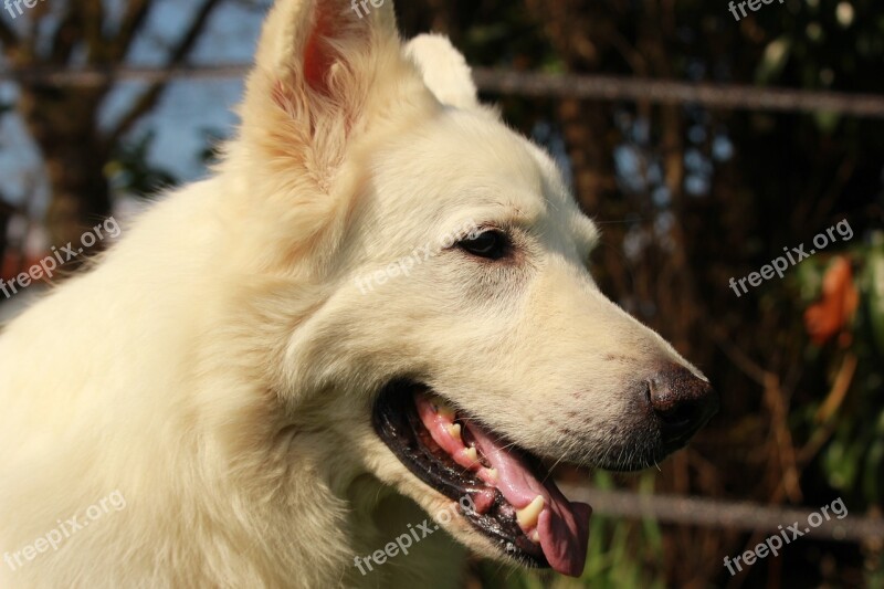 Swiss White Shepherd Dog Animal Animals White