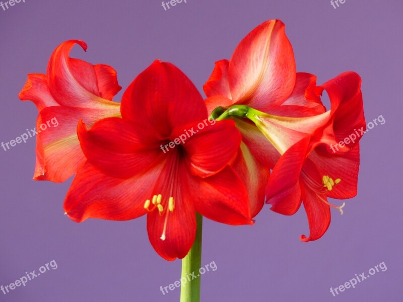 Flowers Amaryllis Blossom Bloom Free Photos