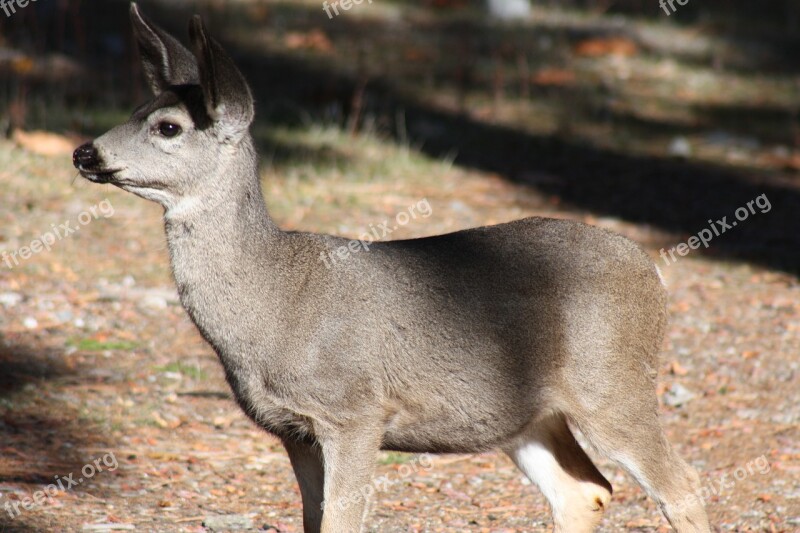 Animal Deer Yosemite California Wildlife