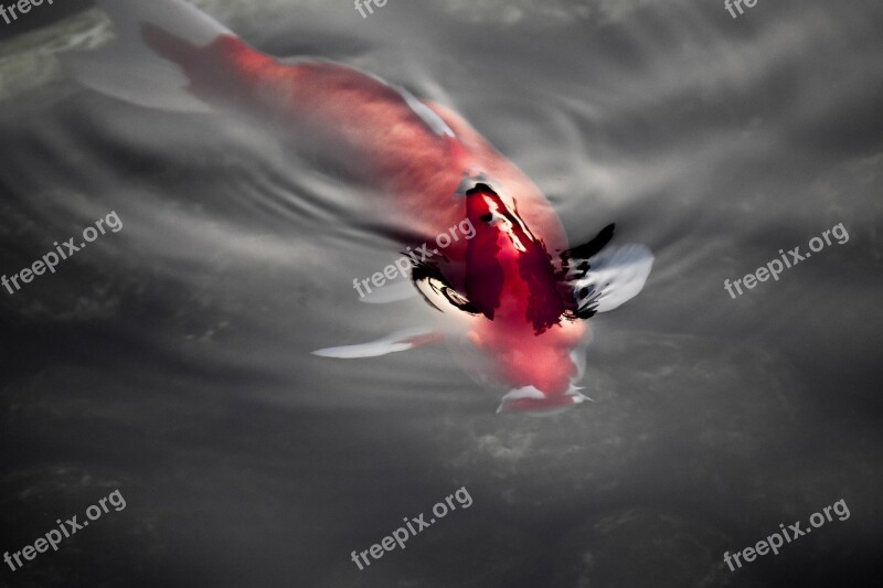 Japan Fish Koi Red Reflection