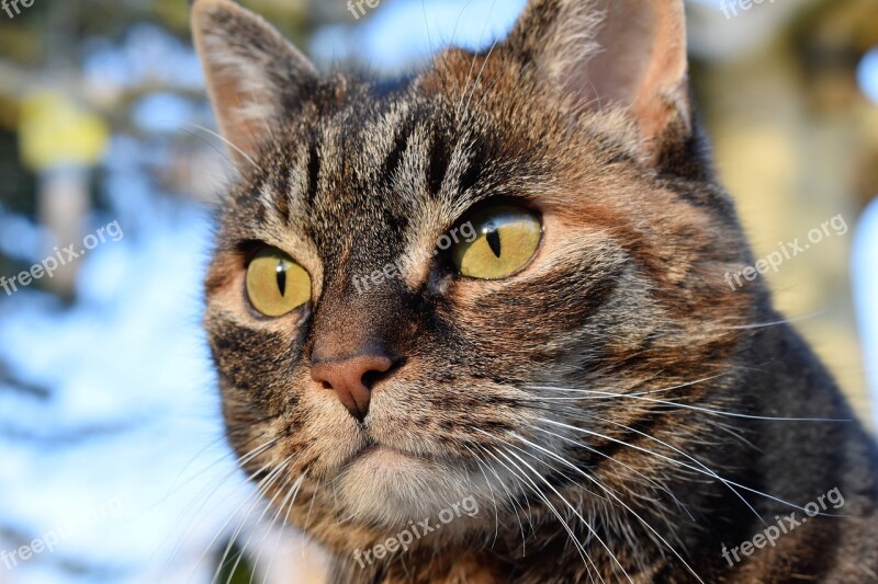 Cat Mackerel View Focused Watch