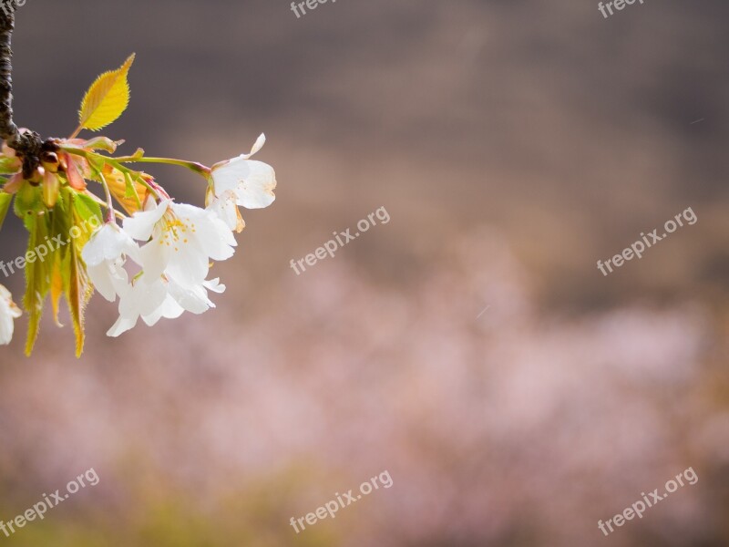 Cherry Blossoms Spring Flowers Pink Natural