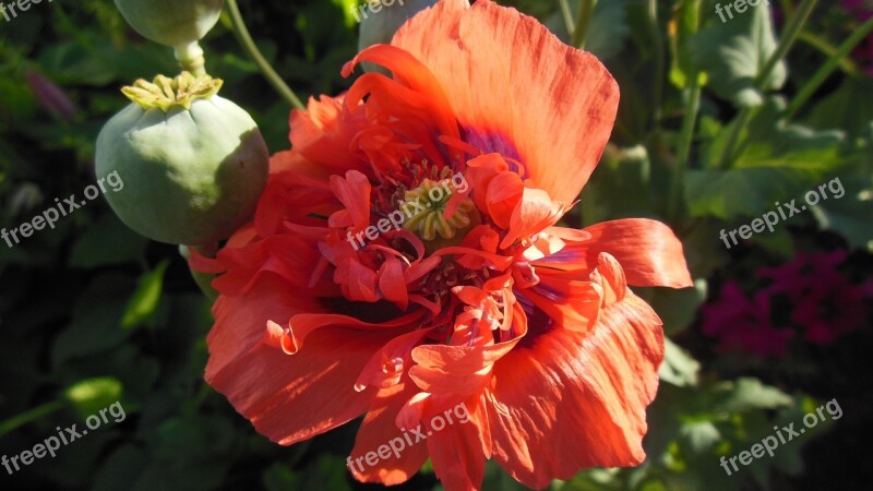 Red Poppy Botany Garden Free Photos