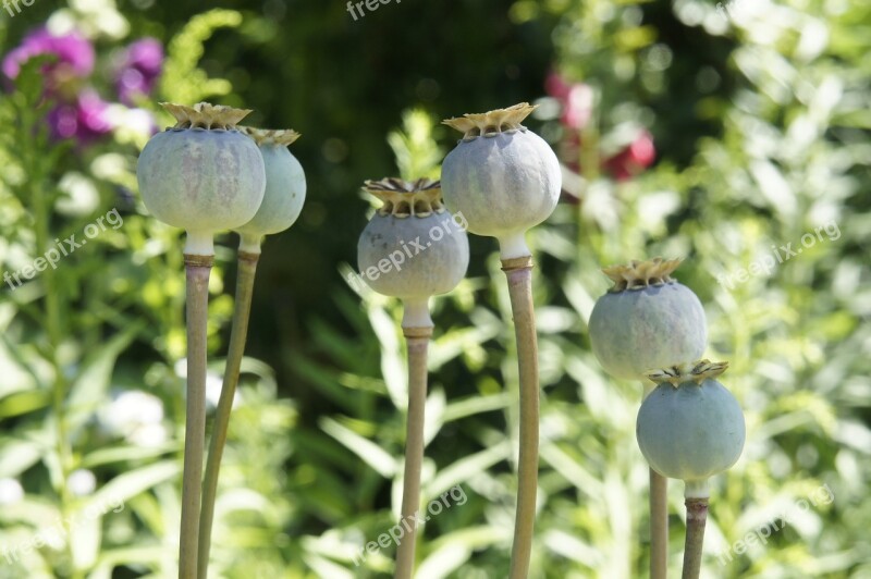 Poppy Flower Garden Nature Summer