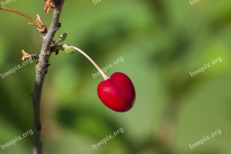 Nature Cherry Garden Flowers Tree