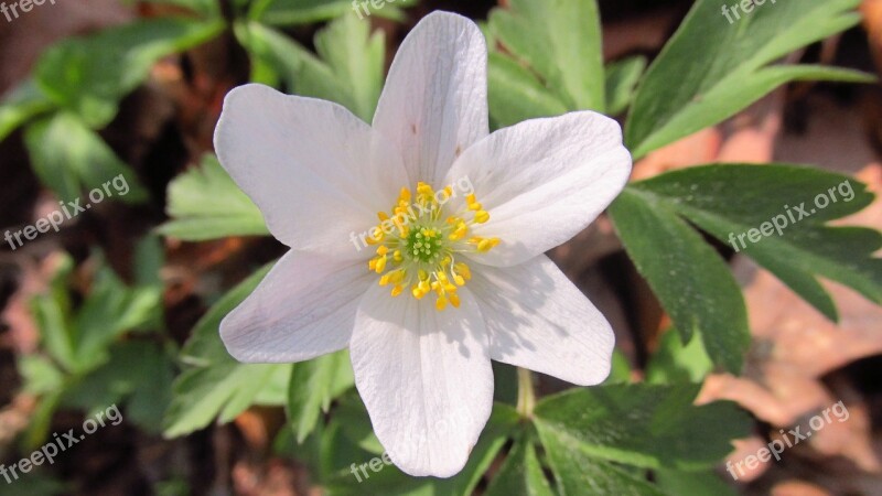 Anemone Flower Spring Early Spring Forest