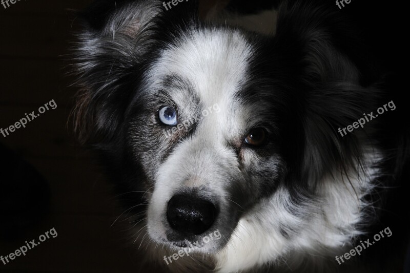 Border Collie Dog Pet Portrait Adorable