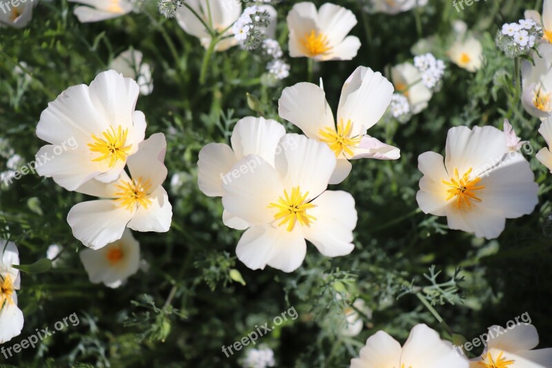 White Flowers Desert Wildflowers Poppies