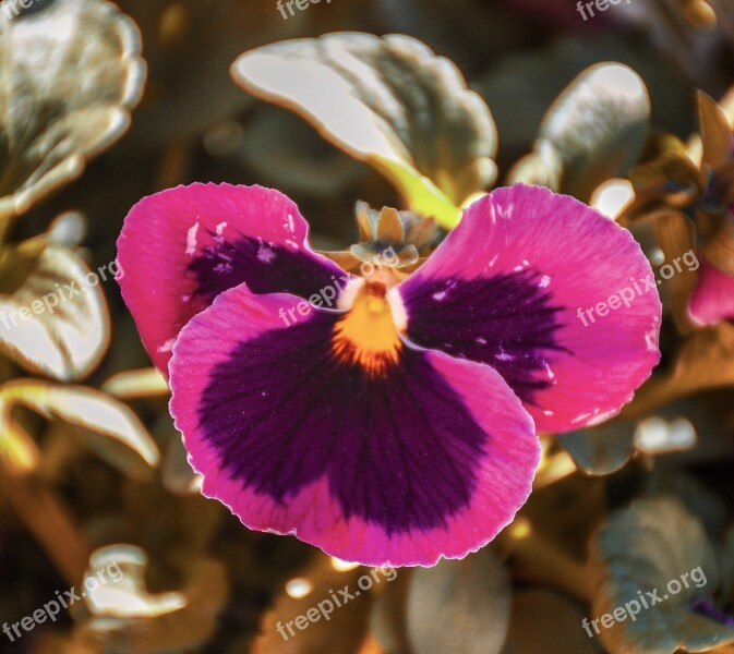 Pansy Flower Bloom Garden Nature