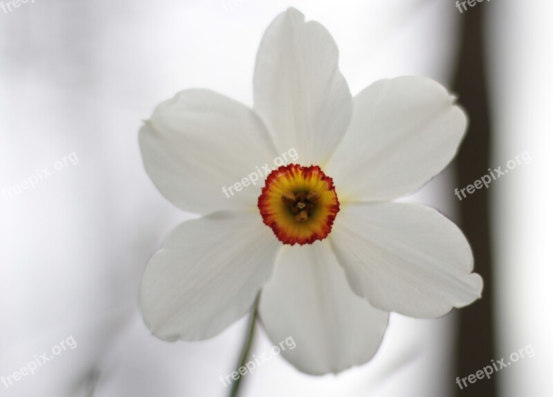 Narcis White Crown Orange Pestle