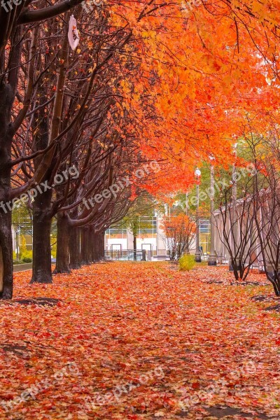 Fall Color Orange Trees Leaves