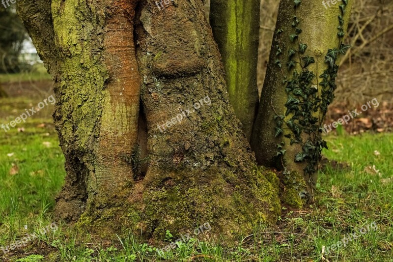 Tree Log Tree Root Tree Bark Tree Stump