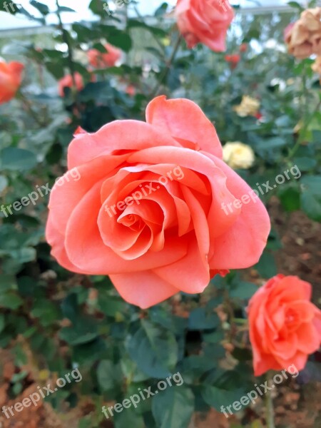 Roses Flowers Garden Plant Free Photos