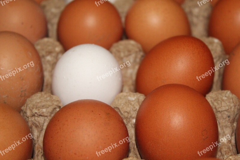 Eggs Chicken Egg Food Nutrition